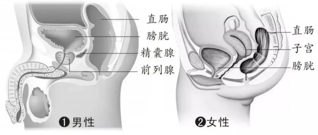 便秘是“大众病”!警惕这个要命的肛肠“隐形杀手”!